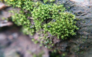 苔的读后感作文300字推荐5篇