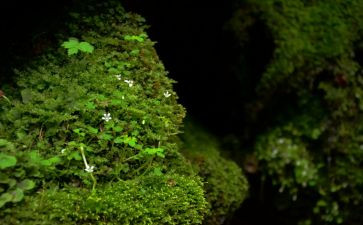 苔的读后感400字6篇