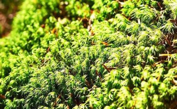 苔的教学教案优质7篇