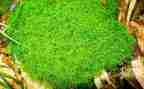 苔的读后感400字优质8篇