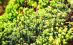 苔的教学教案优质7篇