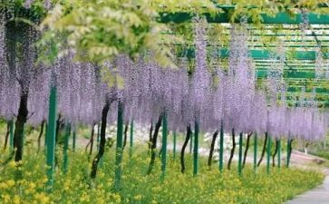 《紫藤萝瀑布》读后感最新5篇