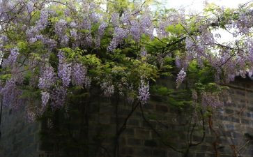 《紫藤萝瀑布》读后感8篇