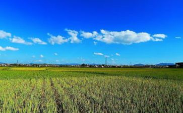 麦田里读后感6篇