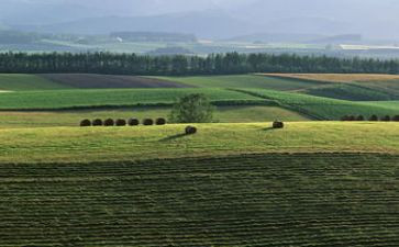 麦田里读后感优质5篇