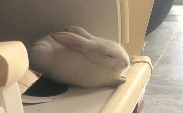 大班兔子画教案8篇