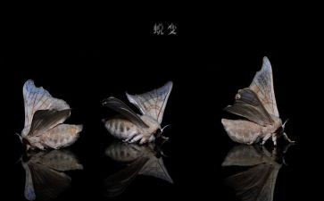 蝉的蜕变作文推荐6篇