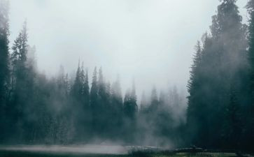 关于雾的作文500字6篇