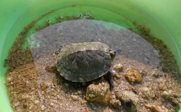 乌龟有关的作文5篇