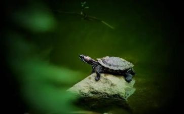 乌龟有关的作文模板5篇