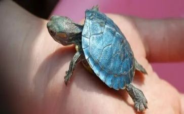 读了小乌龟的读后感参考5篇