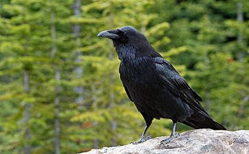 《乌鸦喝水》教案8篇