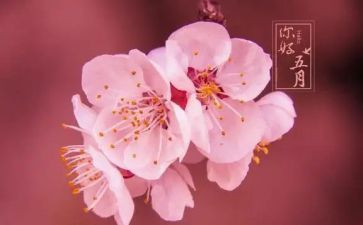 五月份幼儿园小班工作总结6篇