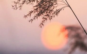 骆驼祥子体会和心得体会精选7篇