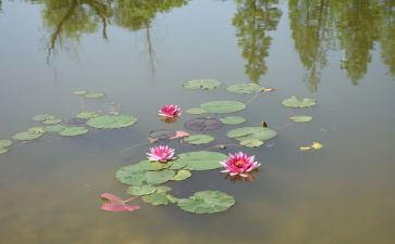 语言课小池教案6篇