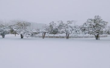下雪了幼儿园语言教案7篇