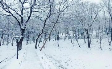 下雪的优秀作文5篇
