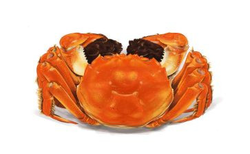 虾和蟹的调查报告总结精选5篇