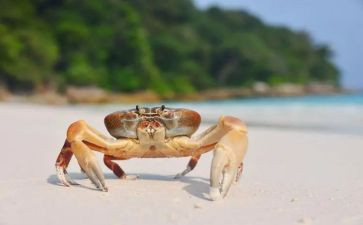 折螃蟹的教案精选7篇