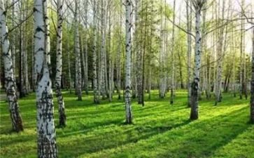 写物的优秀作文通用7篇