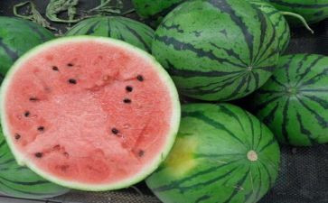 蚂蚁运西瓜教案5篇