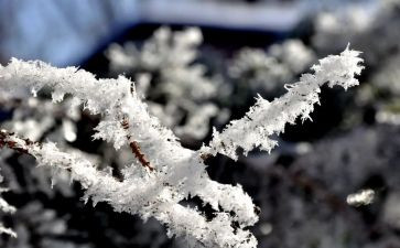 幼儿园小雪节气活动方案6篇