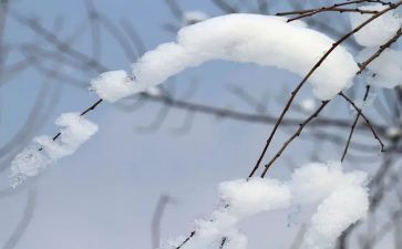 《雪》读后感100字8篇