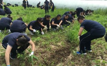 小学农村校长述职报告7篇