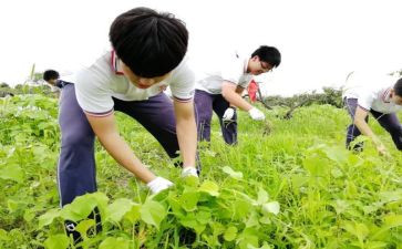 小学农村校长述职报告优质6篇