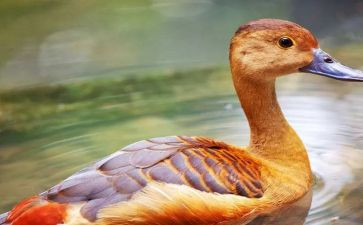 唐老鸭音乐教案7篇