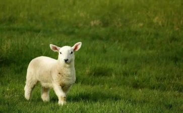 幼儿园关于羊的科学教案5篇