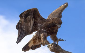 鹰的自述作文参考6篇