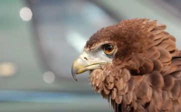 幼儿园老鹰捉小鸡的教案8篇