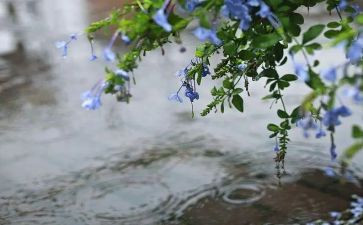 写雨后彩虹的作文6篇