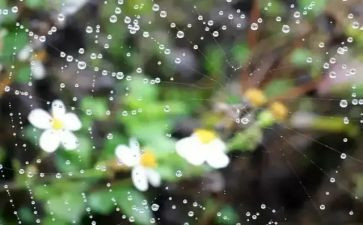 雨的作文300字优质7篇