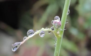 春雨的幼儿园教案7篇