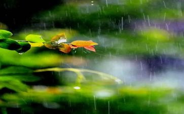 中班语言活动雨教案优秀8篇