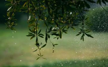 观雨有感300字作文推荐7篇