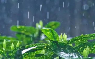 雨的作文200字精选8篇