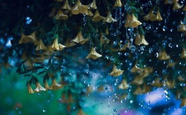 汉字雨的教案7篇