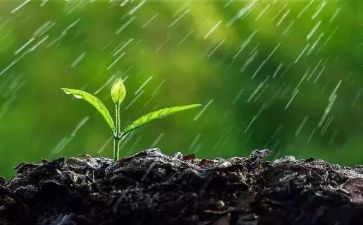 雨水节气作文6篇