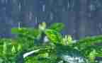 雨的幼儿教案6篇