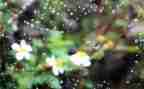 雨的作文300字优质7篇