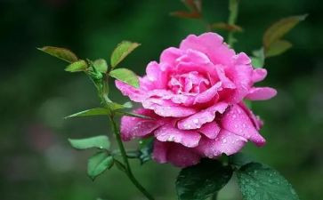 销售月季度工作总结通用5篇