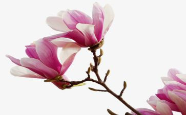 玉兰花树作文300字6篇