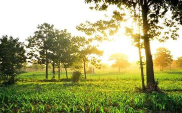 关于校园的早晨作文7篇