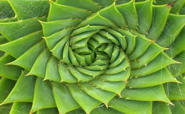 养植物作文精选8篇