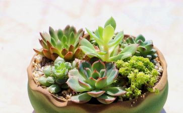 作文植物作文参考8篇
