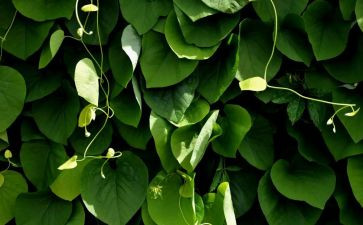 作文写植物400字7篇