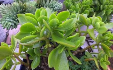 植物调查报告8篇